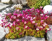 Moos-Steinbrech (Saxifraga bryoides)