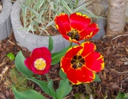 Tulpen (Tulipa)