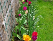 Tulpen (Tulipa) und Narzissen (Narcissus)
