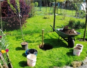 Pflaumenbaum pflanzen