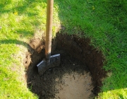 Pflaumenbaum pflanzen