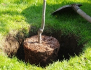 Pflaumenbaum pflanzen