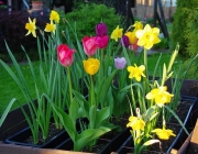 Tulpen (Tulipa) und Narzissen (Narcissus)