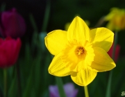 Narzisse (Narcissus)