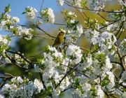 Grünfink (Chloris chloris)