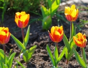 Tulpen (Tulipa)