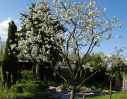 Sauerkirsche