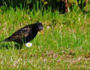 Star (Sturnus vulgaris)