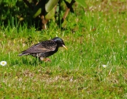 Star (Sturnus vulgaris)