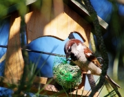 Haussperling (Passer domesticus)