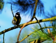 Kohlmeise (Parus major)