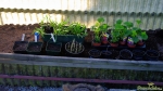 Gelenkblume und Stockrose