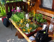 allerlei neue Blumen