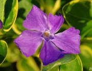 Großes Immergrün (Vinca major 'Variegata')