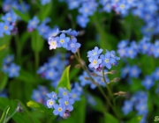 Vergissmeinnicht (Myosotis)