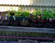 Gelenkblume und Stockrose