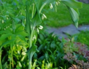 Vielblütiges Salomonssiegel (Polygonatum multiflorum)