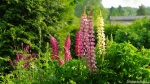 Lupinen (Lupinus)