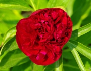 Pfingstrose (Paeonia)