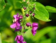 Violette Königskerze (Verbascum phoeniceum)