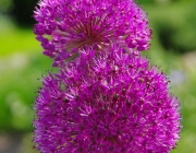Zierlauch (Allium)