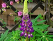 Lupine (Lupinus)