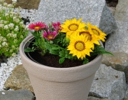 Gazanien (Gazania)