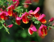 Besenginster (Cytisus scoparius)