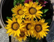 Gazanien (Gazania)