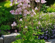 Akelei (Aquilegia)