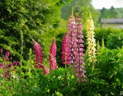 Lupinen (Lupinus)