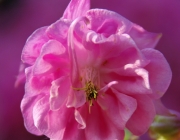 Akelei (Aquilegia)