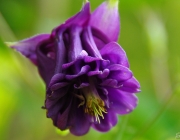 Akelei (Aquilegia)