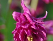 Akelei (Aquilegia)