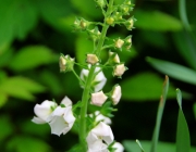 Königskerze (Verbascum)