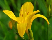 Schwertlilie (Iris)