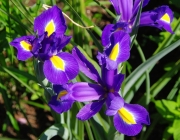 Schwertlilie (Iris)