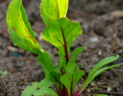 Rote Bete