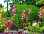 Purpurglöckchen (Heuchera)