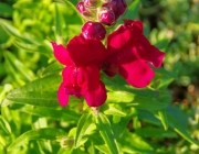 Löwenmäulchen (Antirrhinum)