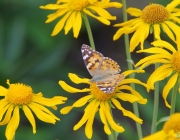 Distelfalter (Vanessa cardui)