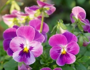 Horn-Veilchen (Viola cornuta)
