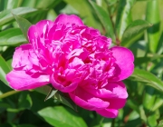 Pfingstrosen (Paeonia)