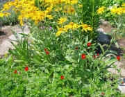 Sonnenbraut (Helenium hoopesii)