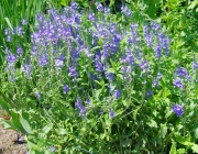 Große Ehrenpreis (Veronica teucrium)