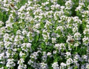 Thymian (Thymus)
