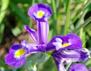 Schwertlilie (Iris)
