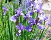 Schwertlilie (Iris)