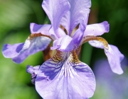 Schwertlilie (Iris)