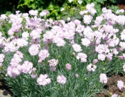 Federnelke (dianthus plumarius)